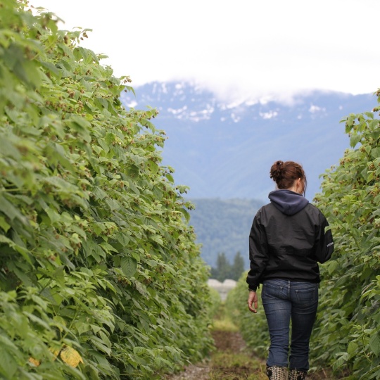 Kaitlyn is walking along rows of cranberry bushes with her back to the camera.